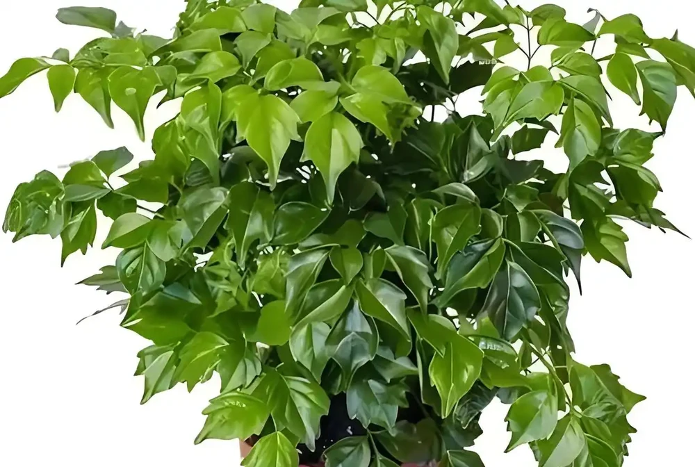 養幸福樹,有「4點」很重要,枝葉常年綠油油,幸福每一天