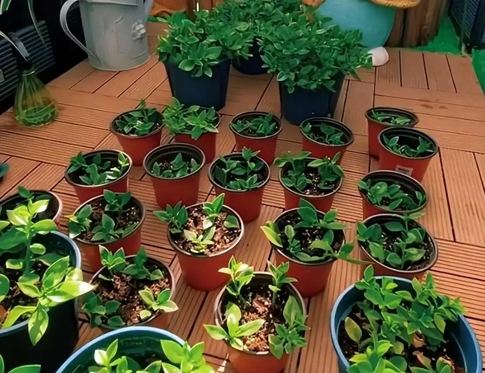 秋雨一陣一陣,插枝6種花,一週長出大白根,簡單又好活