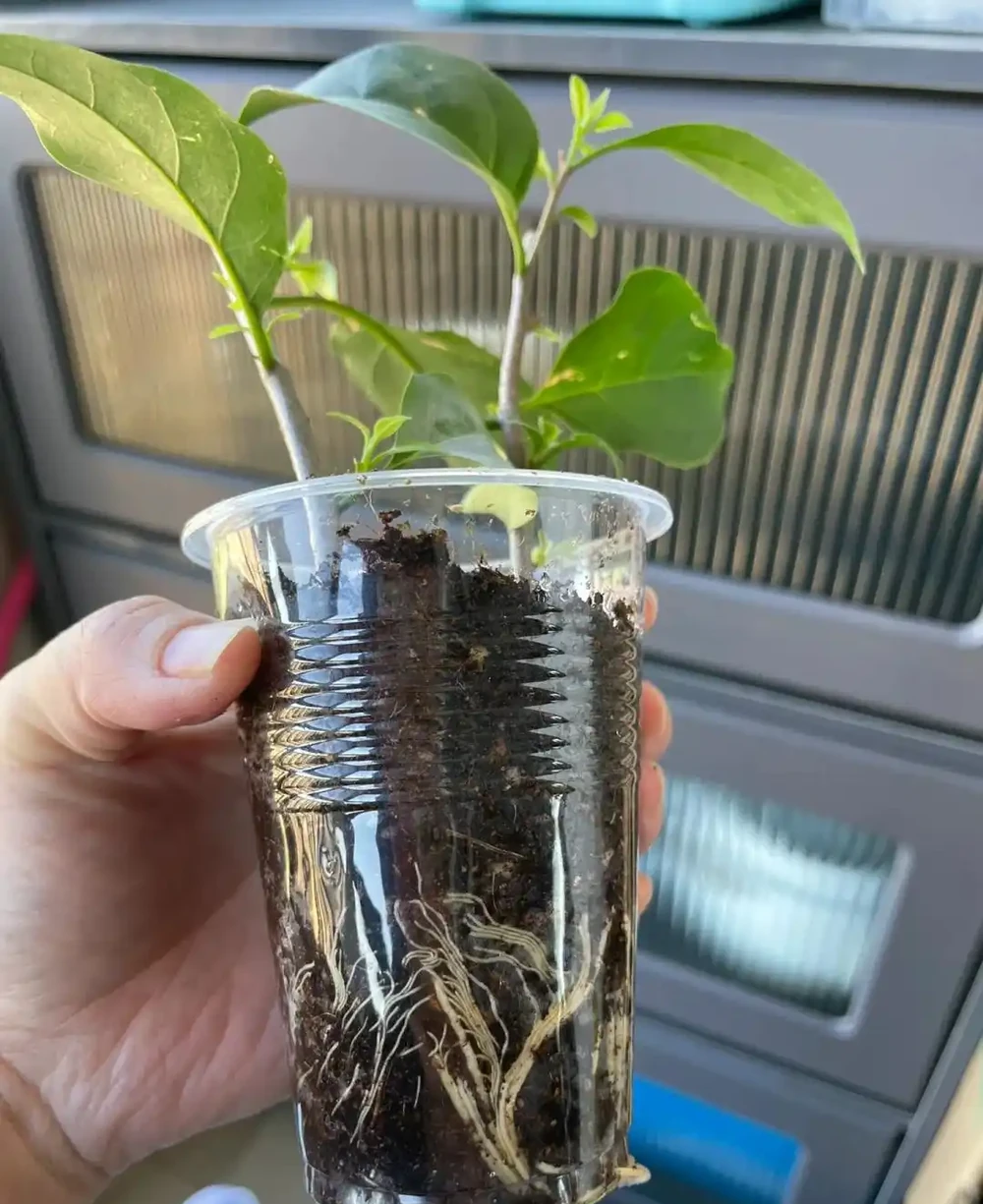 秋雨一陣一陣,插枝6種花,一週長出大白根,簡單又好活