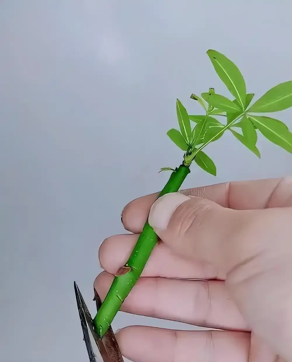 秋雨一陣一陣,插枝6種花,一週長出大白根,簡單又好活