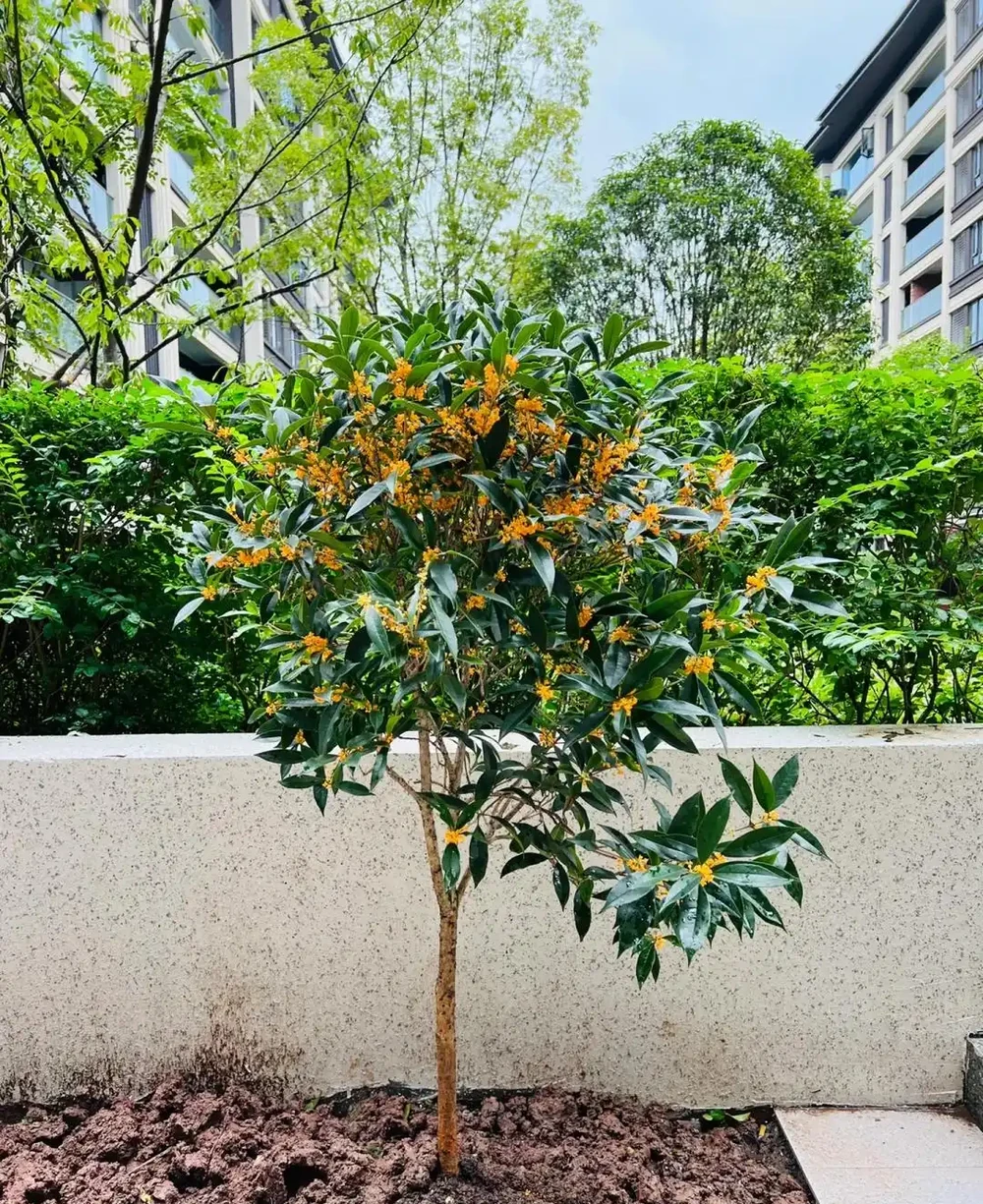 「庭園見樹,十宅九富」!家裡有院子,可以栽種這10種,大氣吉利