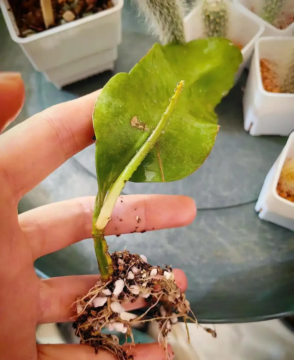 秋雨一陣一陣,插枝6種花,一週長出大白根,簡單又好活