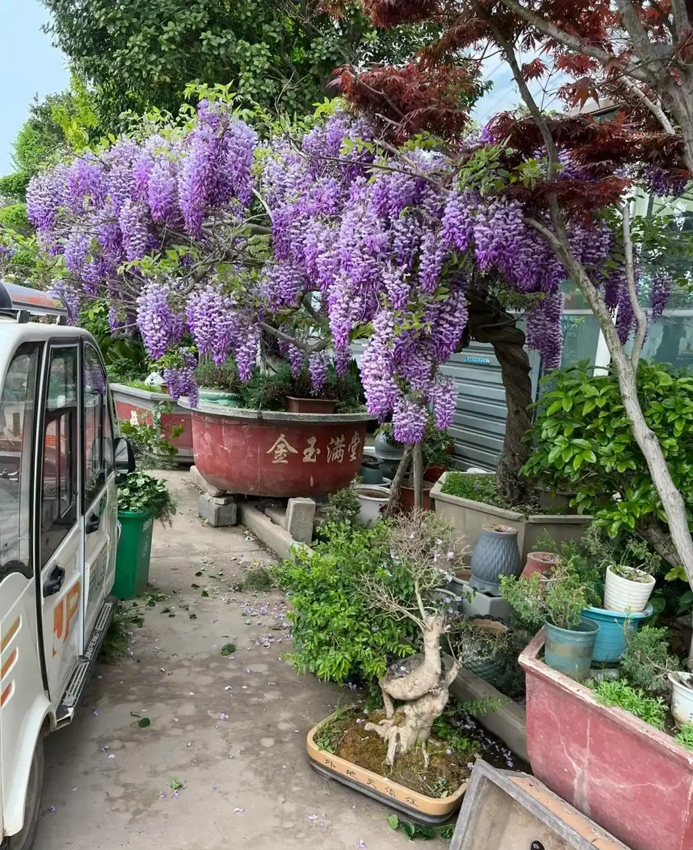 「庭園見樹,十宅九富」!家裡有院子,可以栽種這10種,大氣吉利