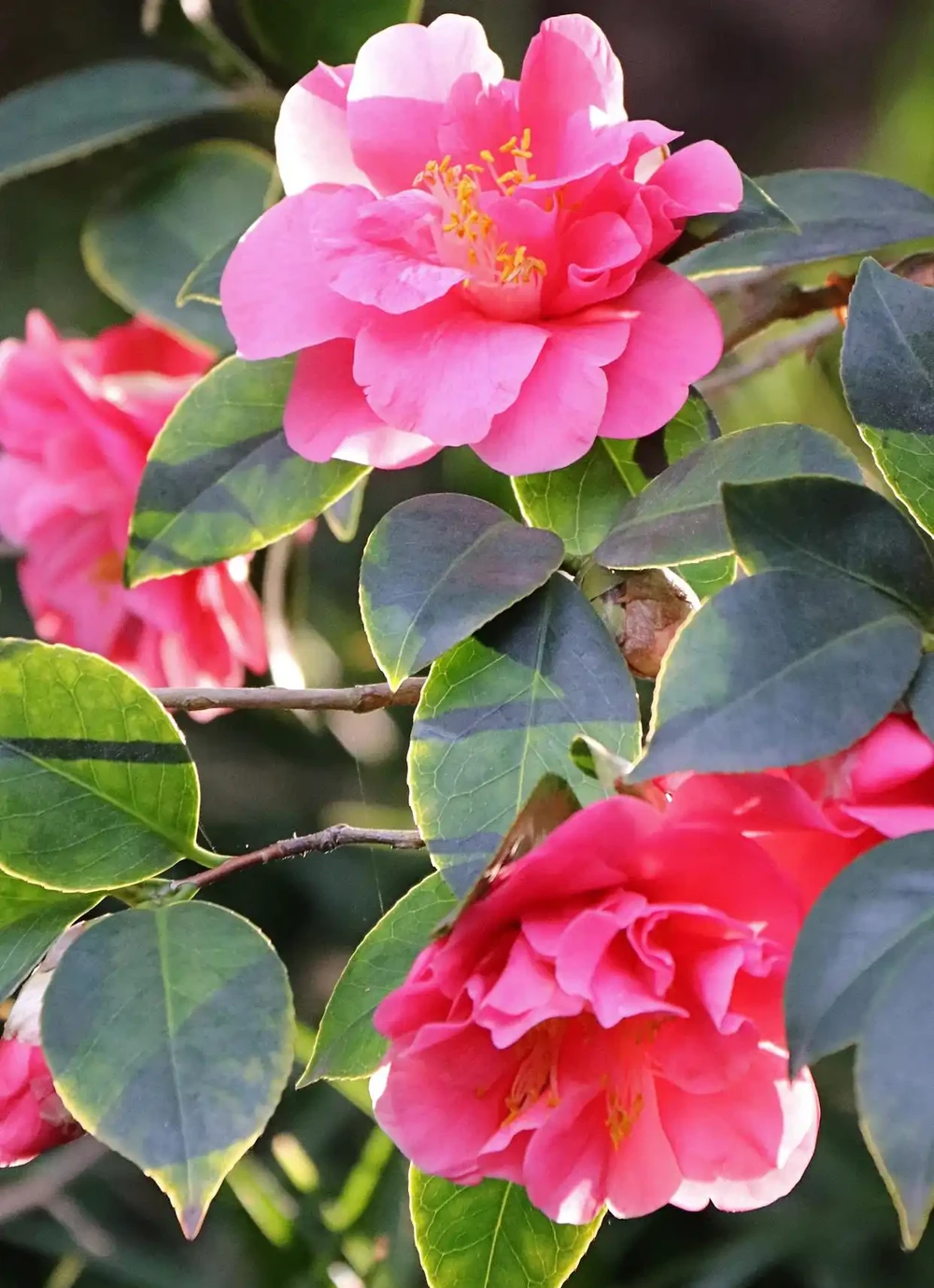 茶花養殖方法和技巧