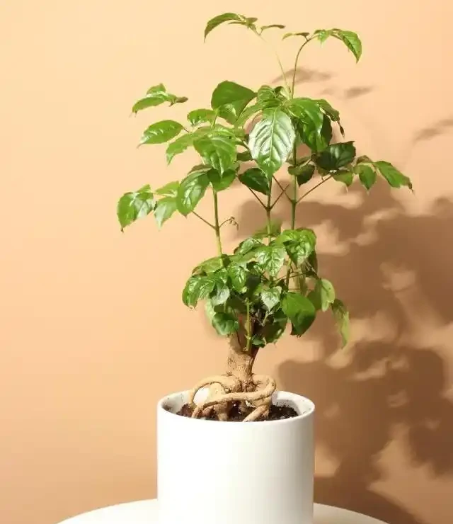 養幸福樹,有「4點」很重要,枝葉常年綠油油,幸福每一天