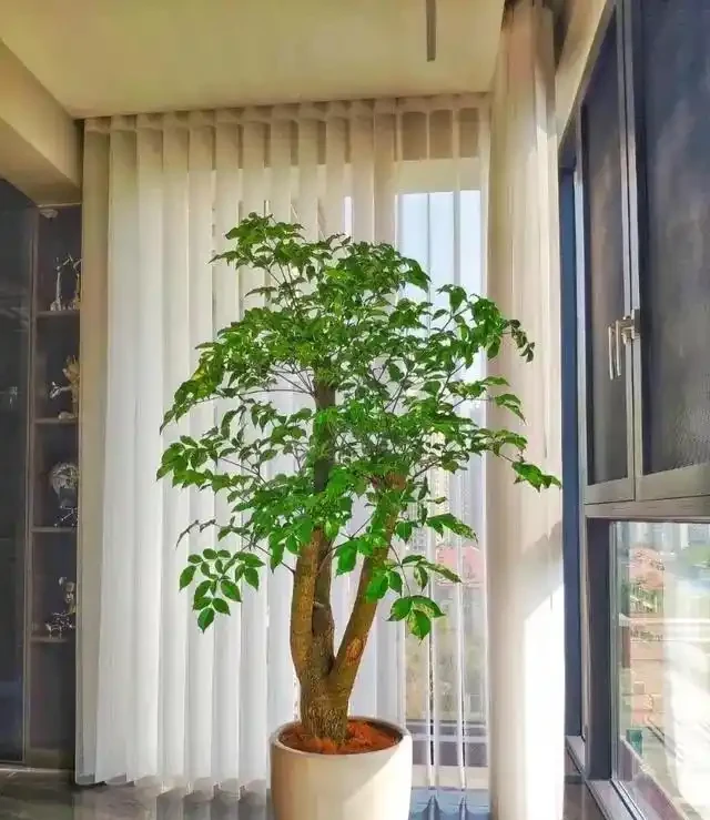 養幸福樹,有「4點」很重要,枝葉常年綠油油,幸福每一天