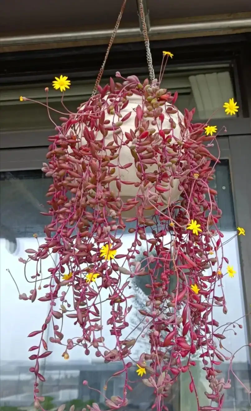 秋雨一陣一陣,插枝6種花,一週長出大白根,簡單又好活
