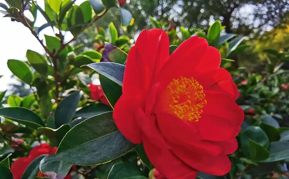 茶花養殖方法和技巧