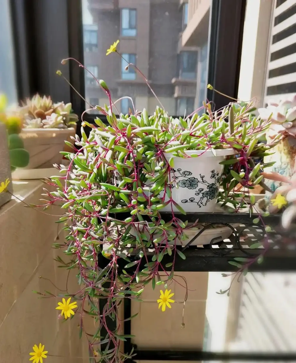 秋雨一陣一陣,插枝6種花,一週長出大白根,簡單又好活