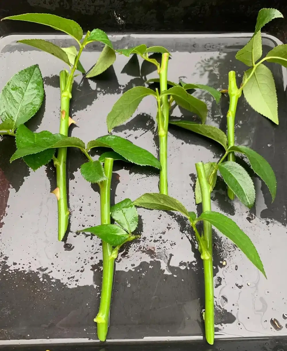 秋雨一陣一陣,插枝6種花,一週長出大白根,簡單又好活