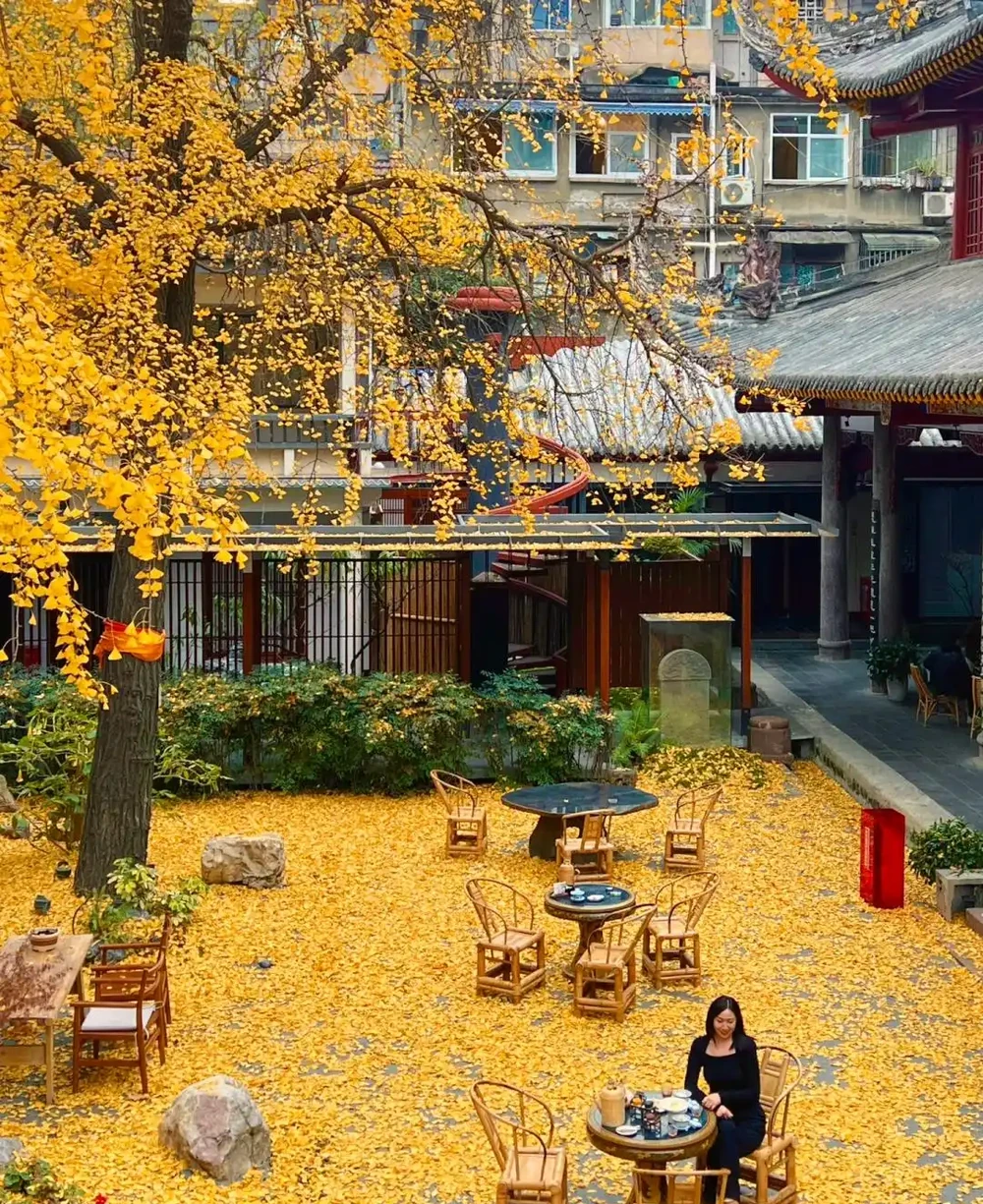 「庭園見樹,十宅九富」!家裡有院子,可以栽種這10種,大氣吉利