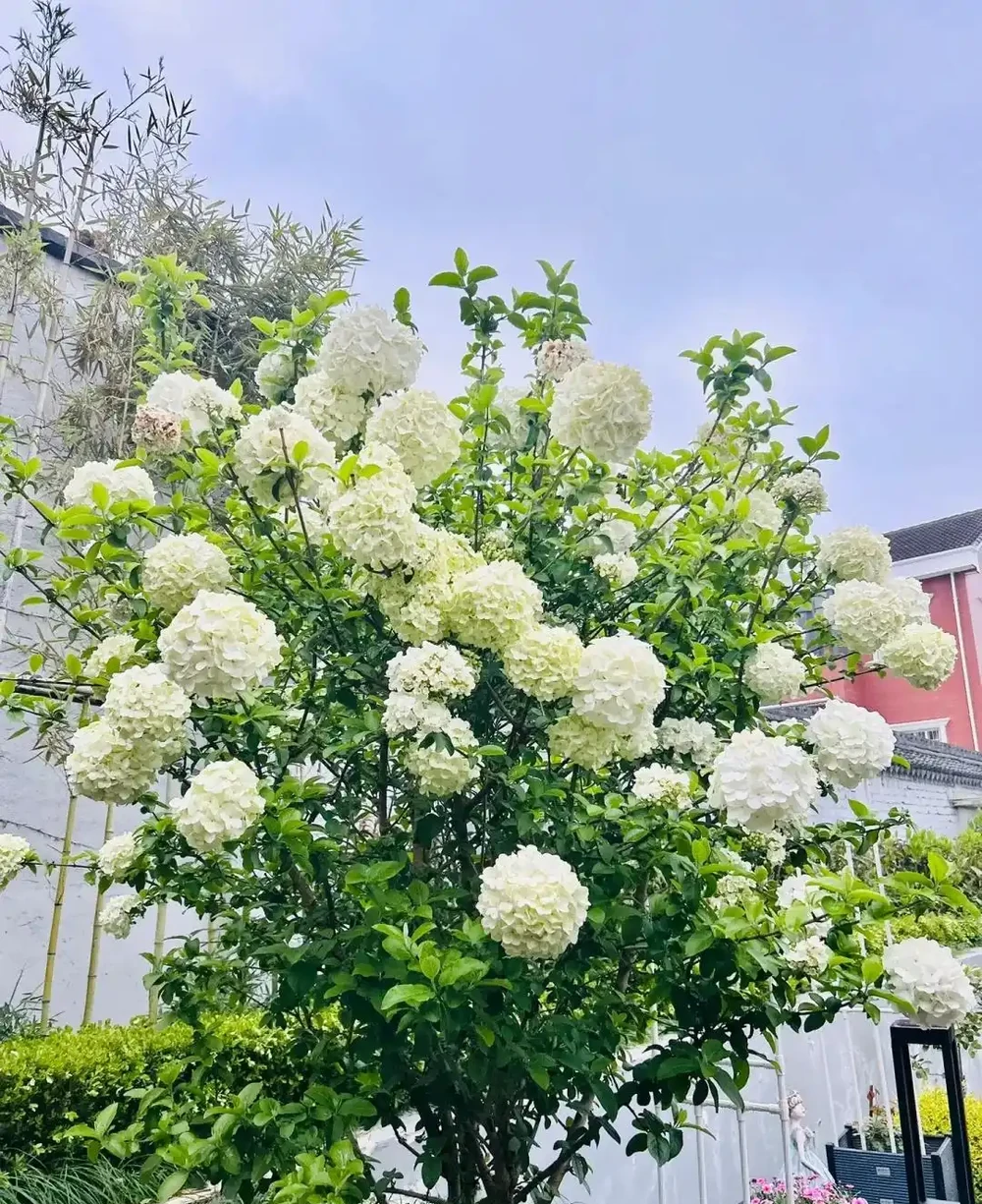 「庭園見樹,十宅九富」!家裡有院子,可以栽種這10種,大氣吉利