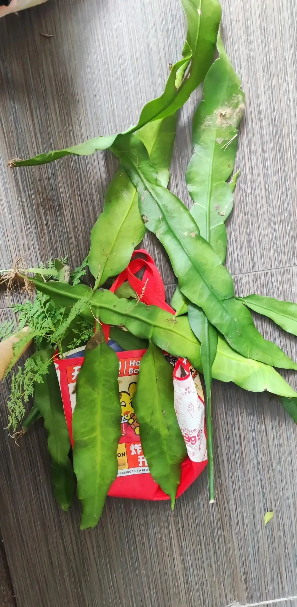 秋雨一陣一陣,插枝6種花,一週長出大白根,簡單又好活