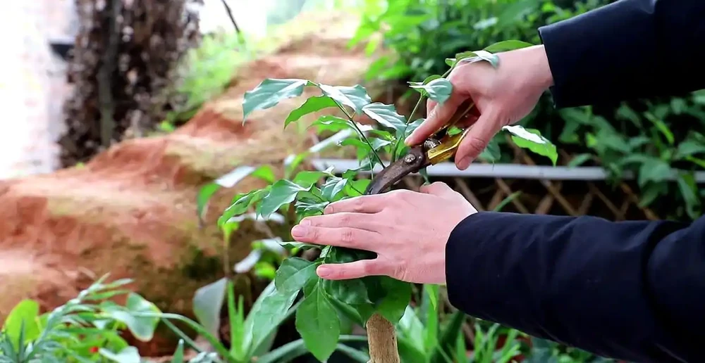 養幸福樹,有「4點」很重要,枝葉常年綠油油,幸福每一天