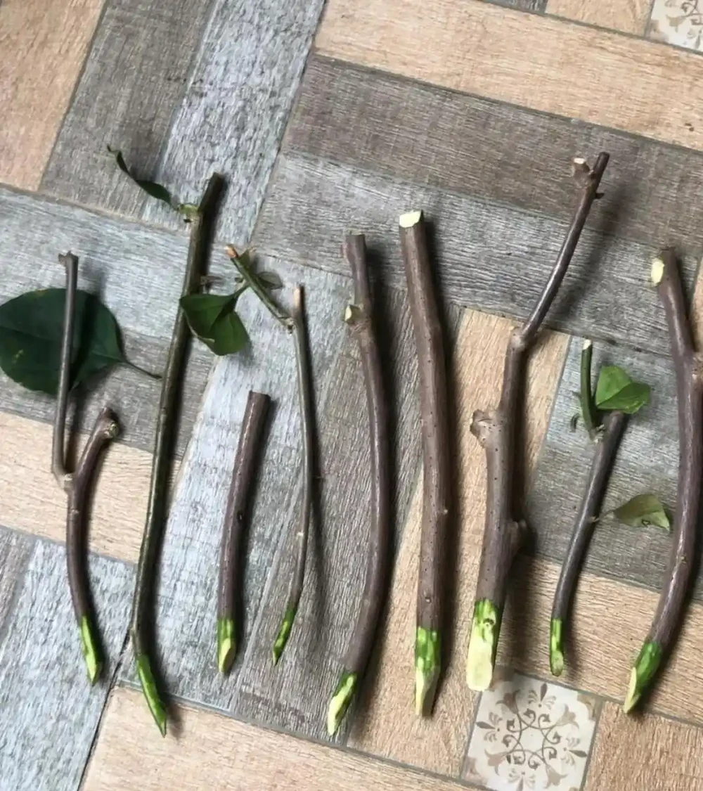 秋雨一陣一陣,插枝6種花,一週長出大白根,簡單又好活