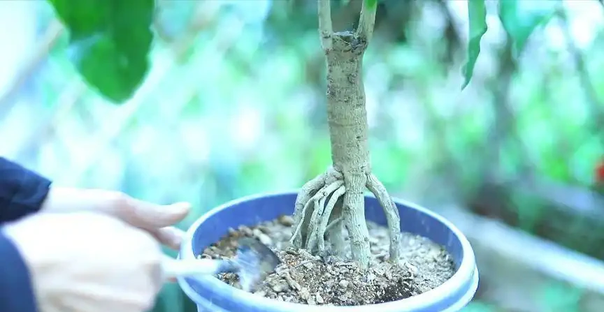 養幸福樹,有「4點」很重要,枝葉常年綠油油,幸福每一天