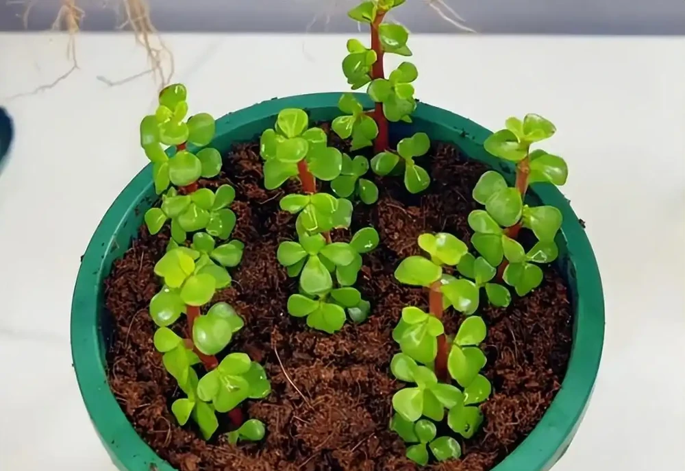 秋雨一陣一陣,插枝6種花,一週長出大白根,簡單又好活