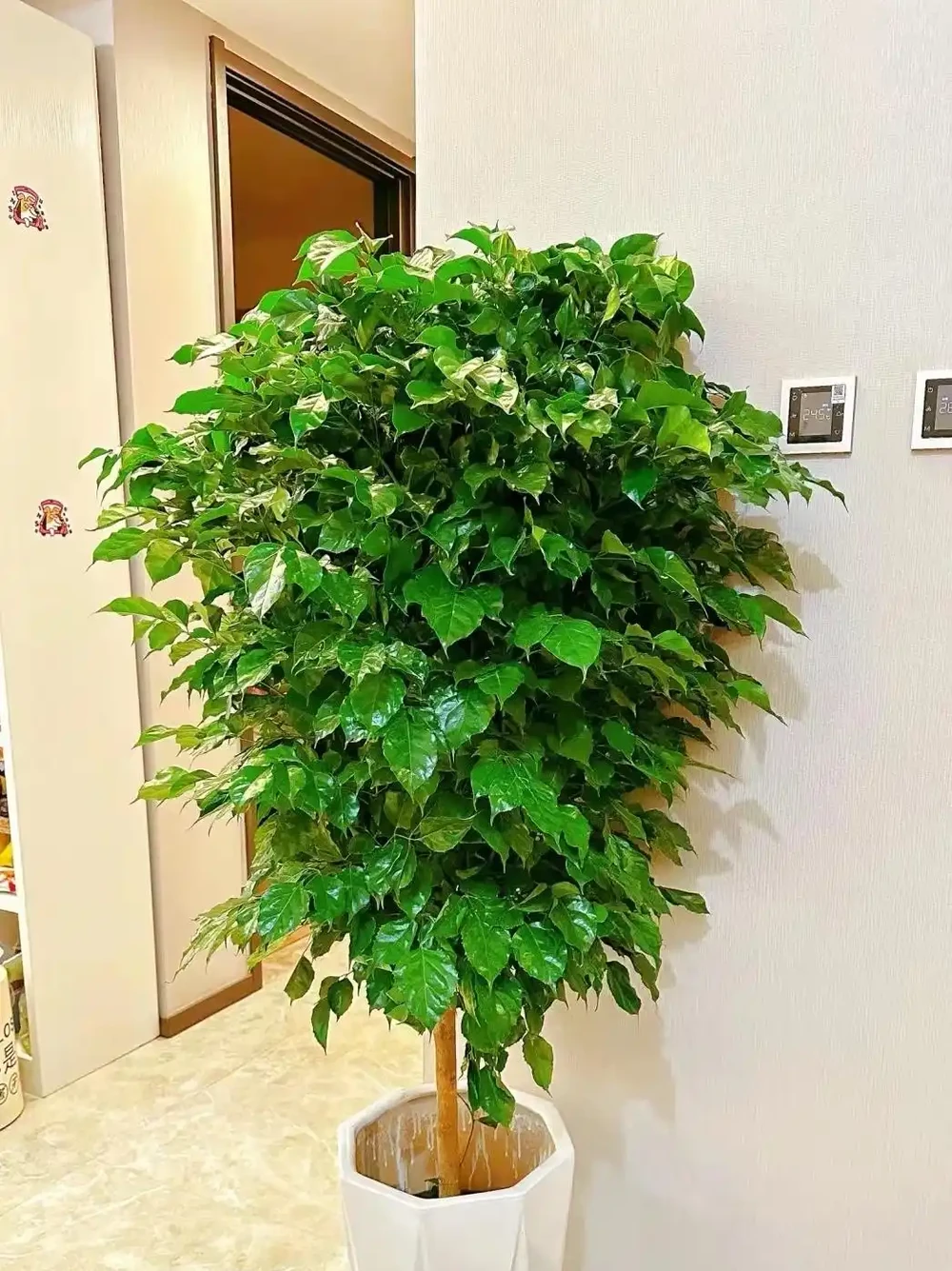 養幸福樹,有「4點」很重要,枝葉常年綠油油,幸福每一天