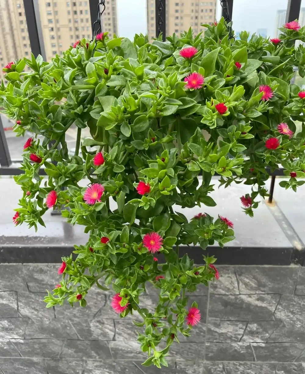 秋雨一陣一陣,插枝6種花,一週長出大白根,簡單又好活