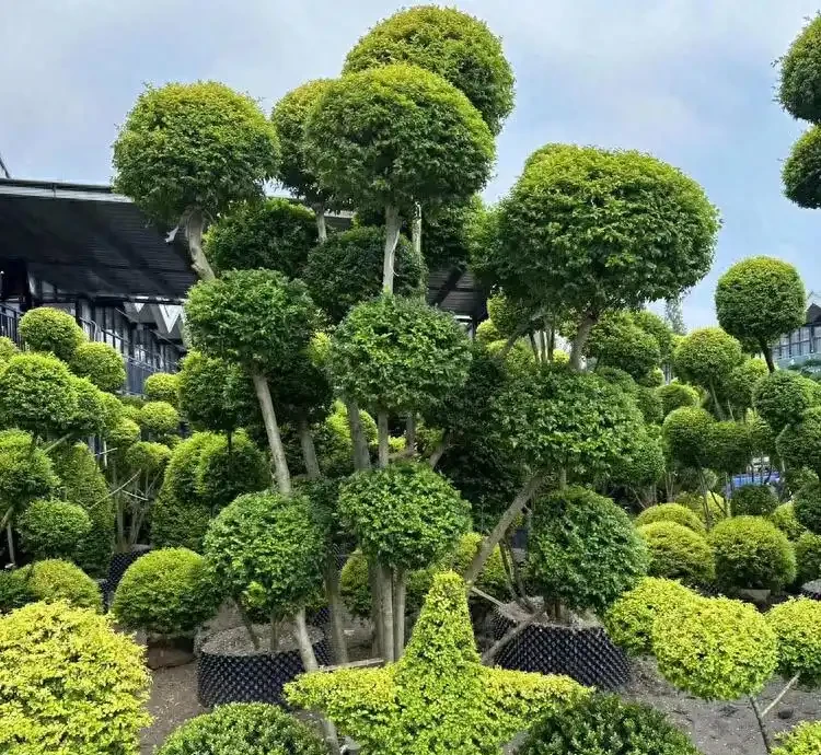 「庭園見樹,十宅九富」!家裡有院子,可以栽種這10種,大氣吉利