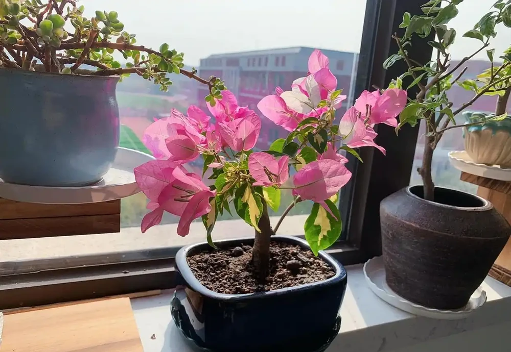 秋雨一陣一陣,插枝6種花,一週長出大白根,簡單又好活