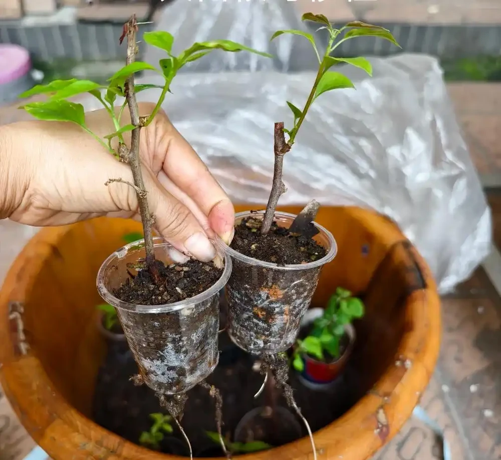 秋雨一陣一陣,插枝6種花,一週長出大白根,簡單又好活