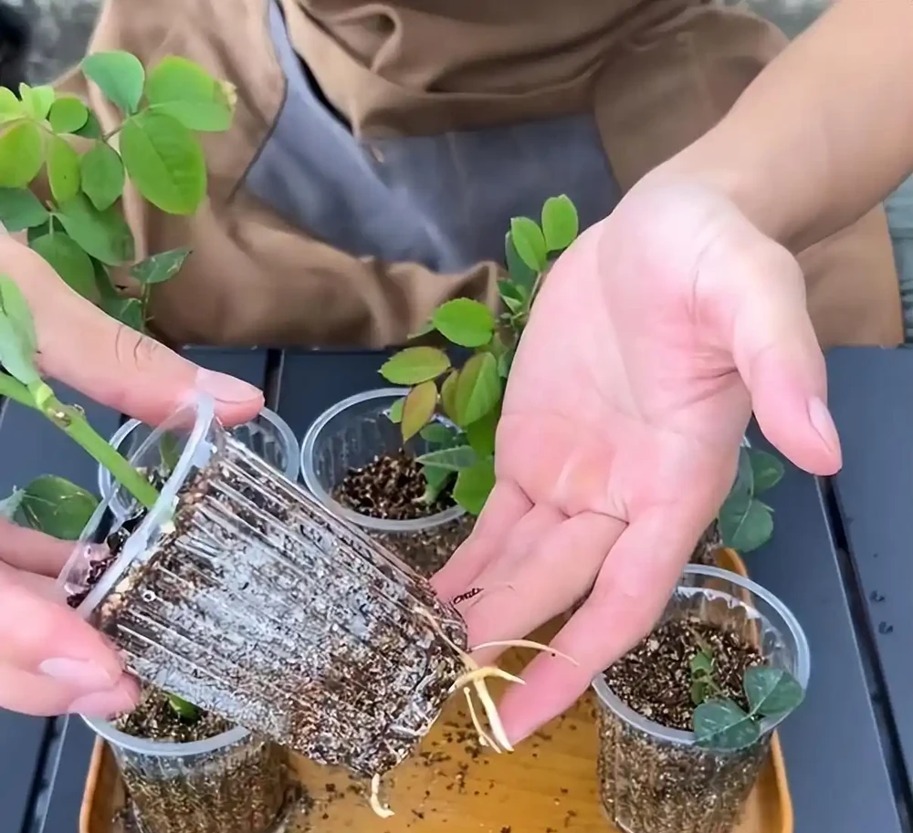秋雨一陣一陣,插枝6種花,一週長出大白根,簡單又好活