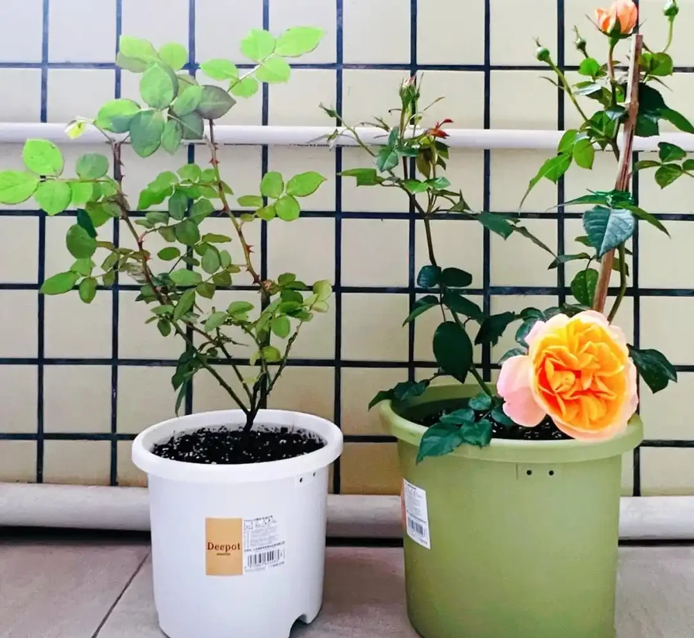 秋雨一陣一陣,插枝6種花,一週長出大白根,簡單又好活