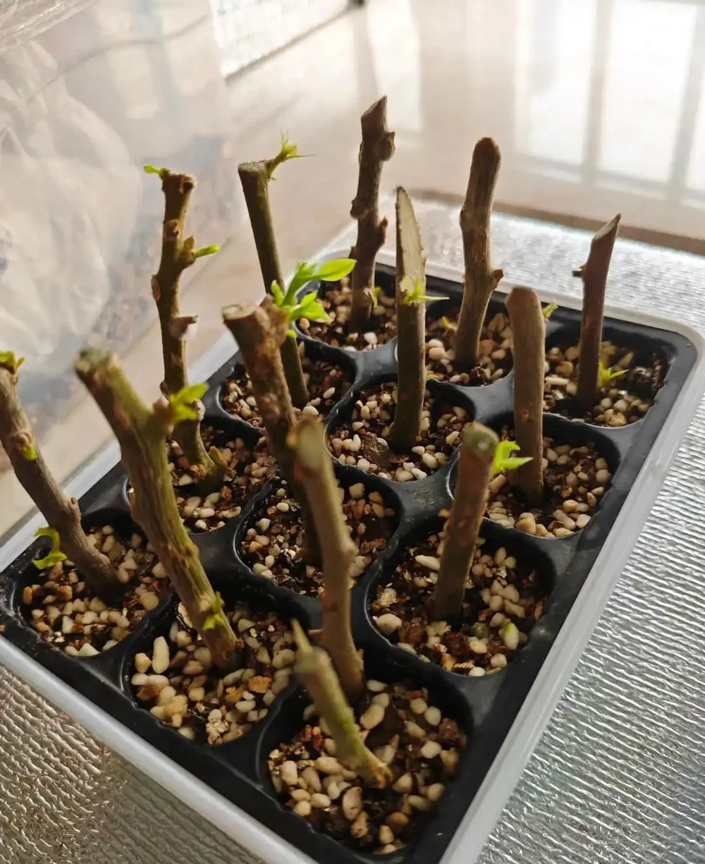 秋雨一陣一陣,插枝6種花,一週長出大白根,簡單又好活