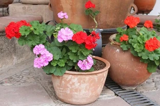 秋雨一陣一陣，插枝6種花，一週長出大白根，簡單又好活