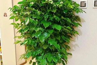 養幸福樹，有「4點」很重要，枝葉常年綠油油，幸福每一天