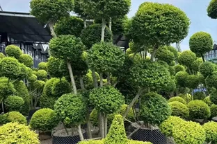 「庭園見樹，十宅九富」！家裡有院子，可以栽種這10種，大氣吉利