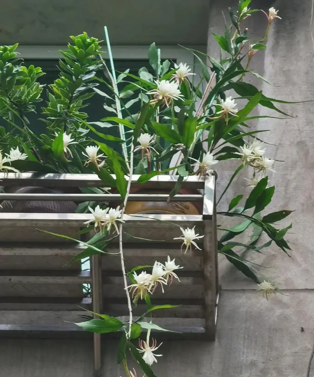 8種「陰性花」不喜大太陽,光線差一點,才能呼呼長「開大花」