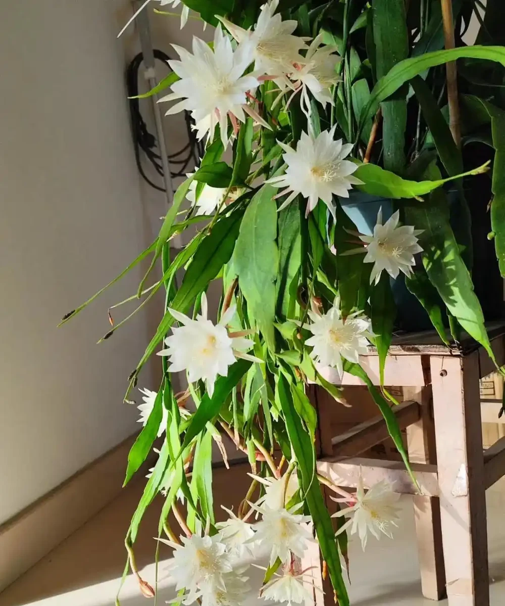 8種「陰性花」不喜大太陽,光線差一點,才能呼呼長「開大花」