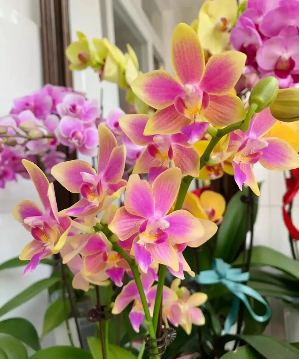 8種「陰性花」不喜大太陽,光線差一點,才能呼呼長「開大花」