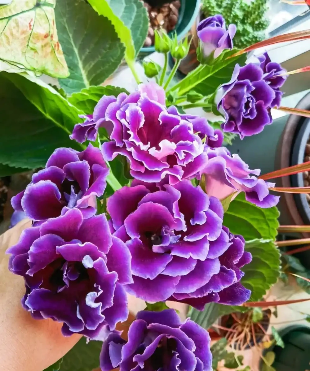 8種「陰性花」不喜大太陽,光線差一點,才能呼呼長「開大花」