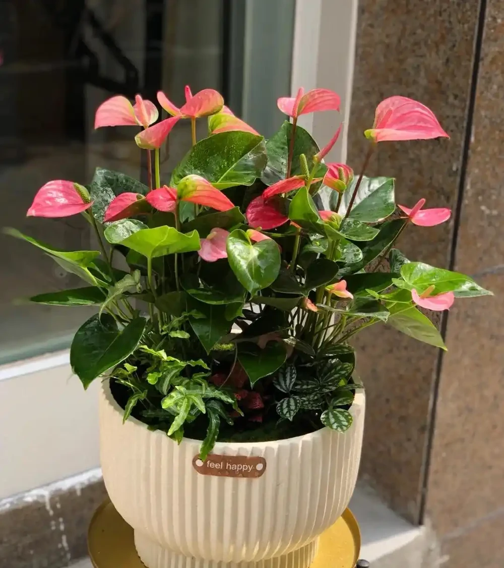 8種「陰性花」不喜大太陽,光線差一點,才能呼呼長「開大花」