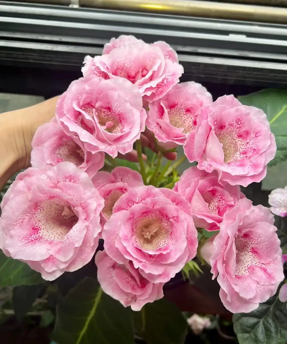 8種「陰性花」不喜大太陽,光線差一點,才能呼呼長「開大花」
