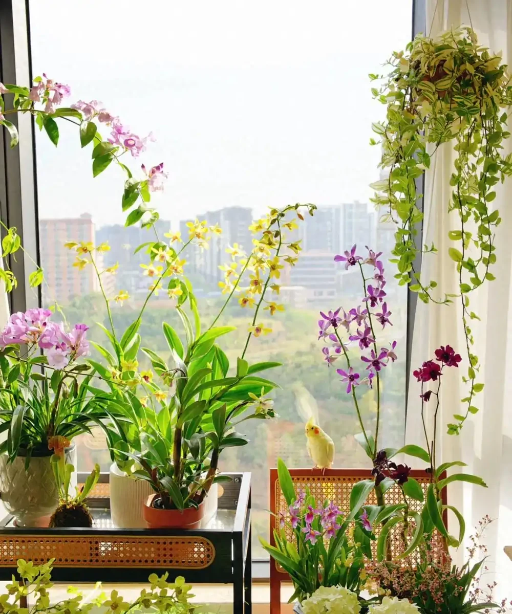 8種「陰性花」不喜大太陽,光線差一點,才能呼呼長「開大花」