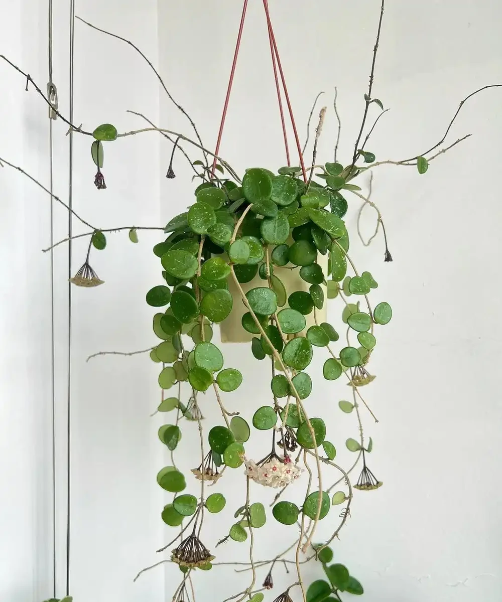8種「陰性花」不喜大太陽,光線差一點,才能呼呼長「開大花」