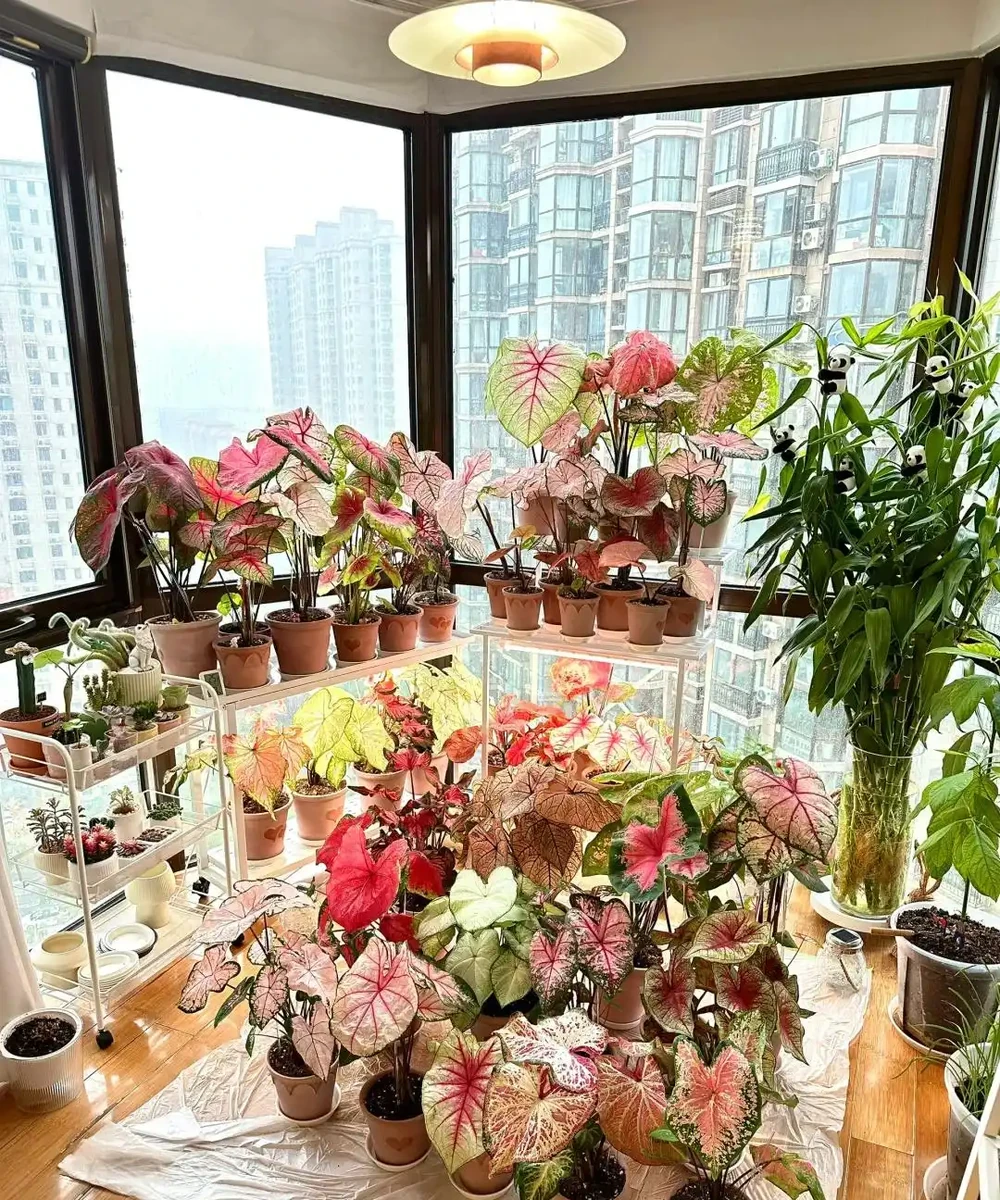 8種「陰性花」不喜大太陽,光線差一點,才能呼呼長「開大花」