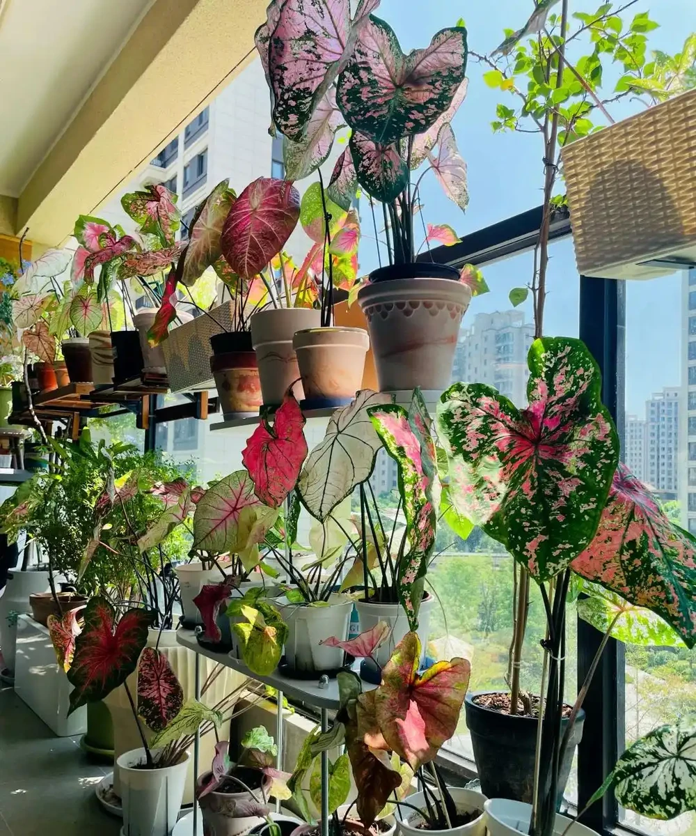 8種「陰性花」不喜大太陽,光線差一點,才能呼呼長「開大花」