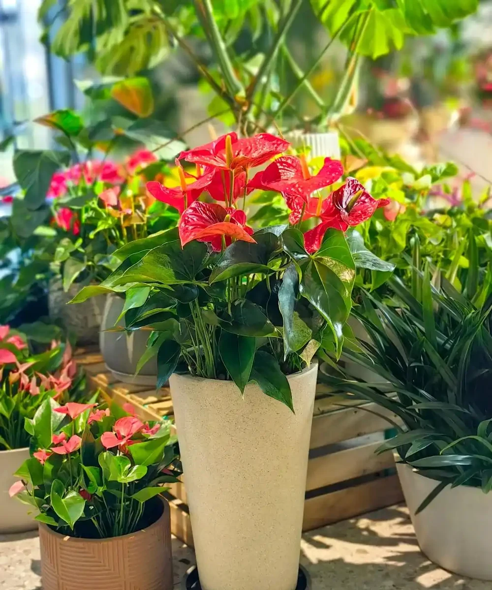 8種「陰性花」不喜大太陽,光線差一點,才能呼呼長「開大花」
