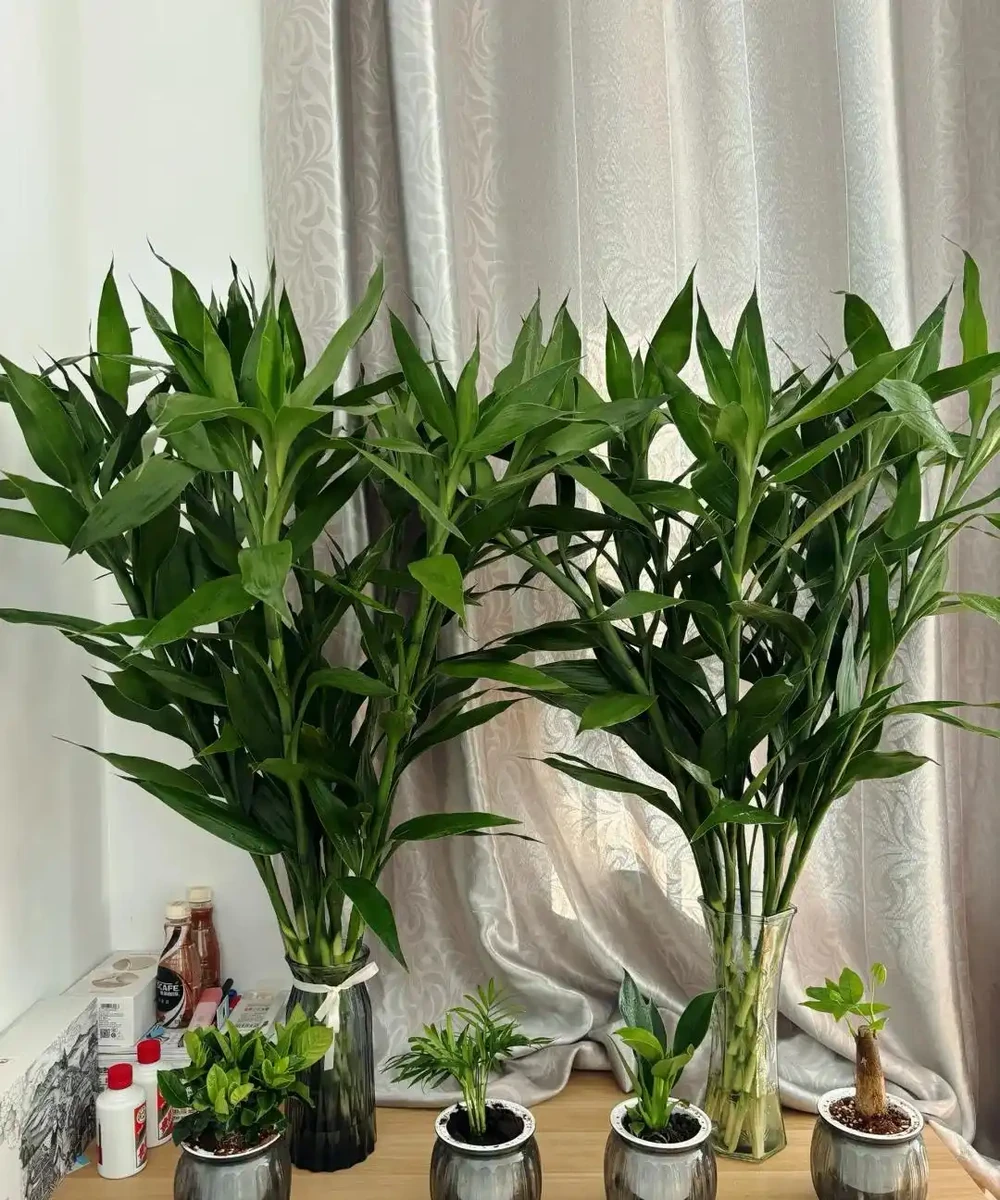 8種「陰性花」不喜大太陽,光線差一點,才能呼呼長「開大花」