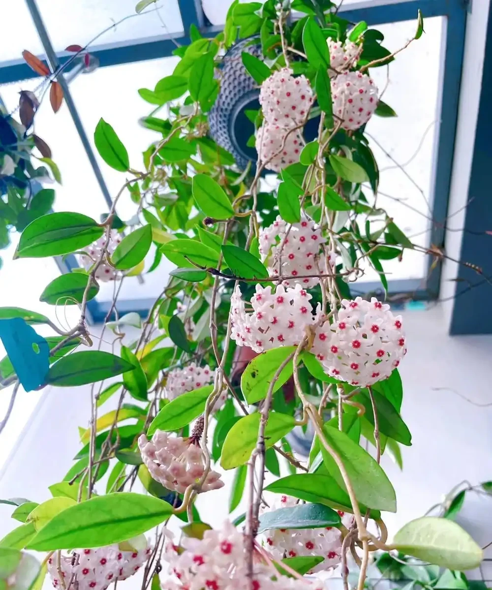 8種「陰性花」不喜大太陽,光線差一點,才能呼呼長「開大花」