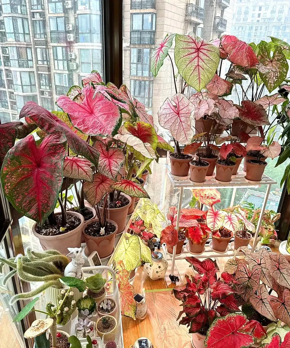 8種「陰性花」不喜大太陽,光線差一點,才能呼呼長「開大花」