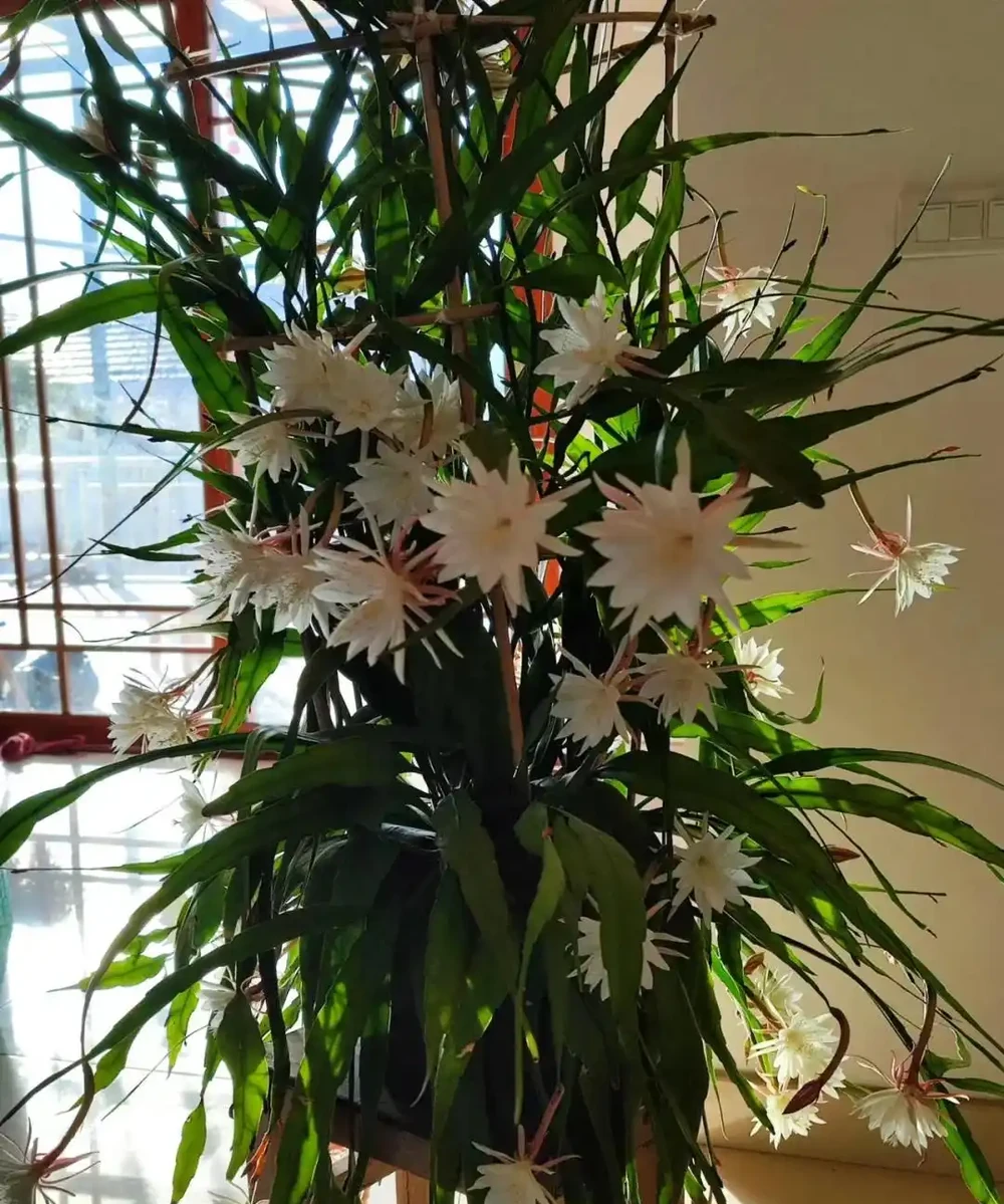 8種「陰性花」不喜大太陽,光線差一點,才能呼呼長「開大花」