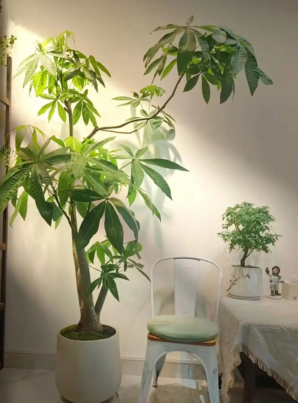 8種「陰性花」不喜大太陽,光線差一點,才能呼呼長「開大花」