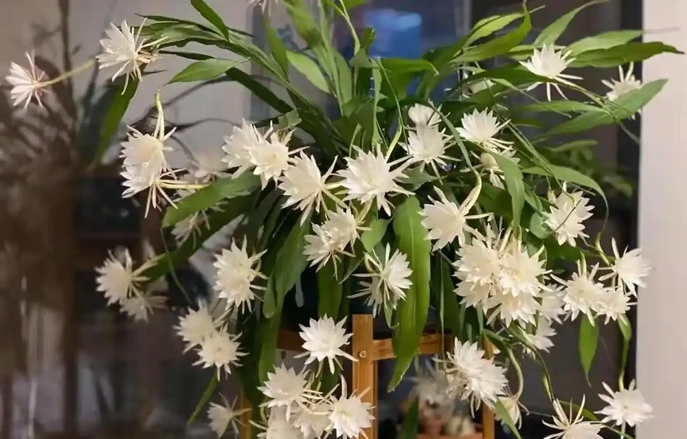 8種「陰性花」不喜大太陽,光線差一點,才能呼呼長「開大花」