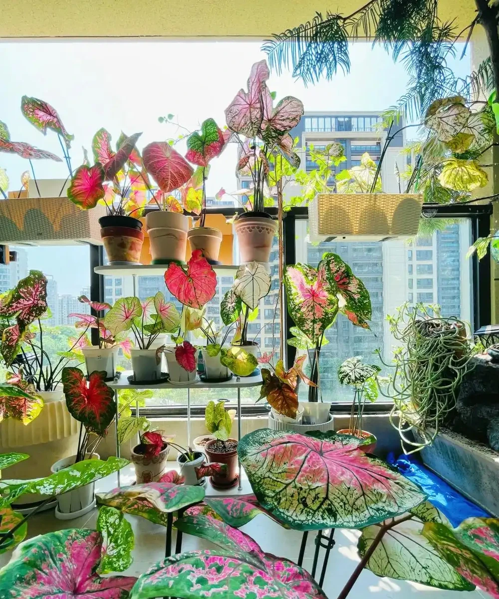 8種「陰性花」不喜大太陽,光線差一點,才能呼呼長「開大花」